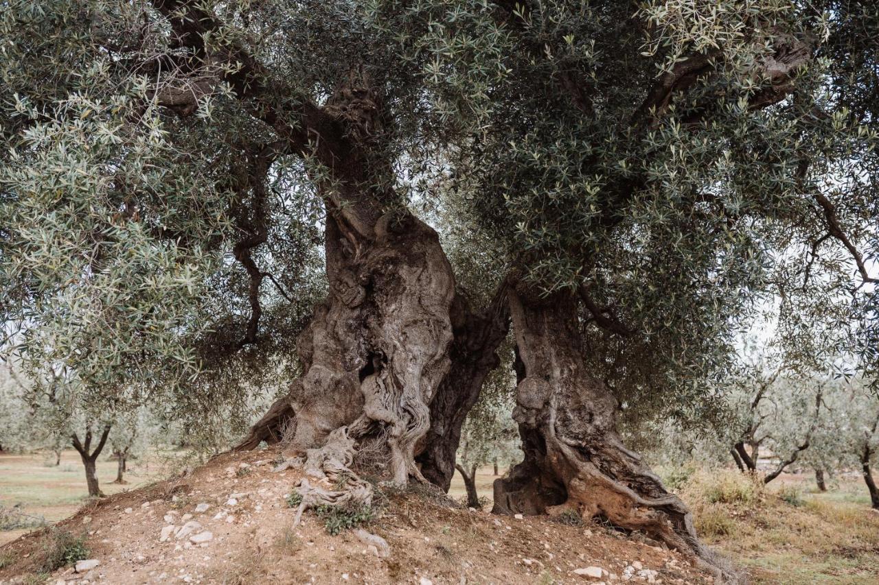 Masseria Casamassima Agriturismo ออสตูนี ภายนอก รูปภาพ