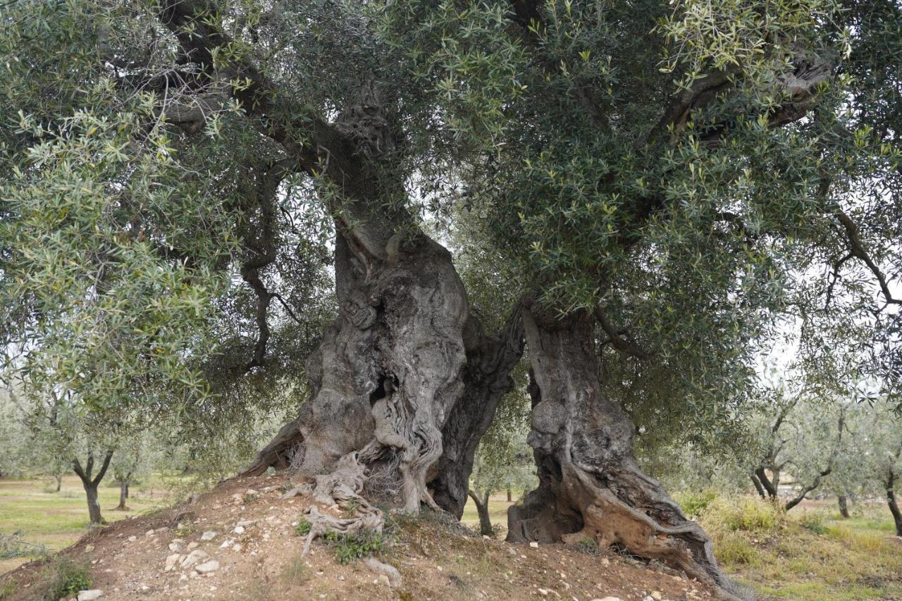 Masseria Casamassima Agriturismo ออสตูนี ภายนอก รูปภาพ