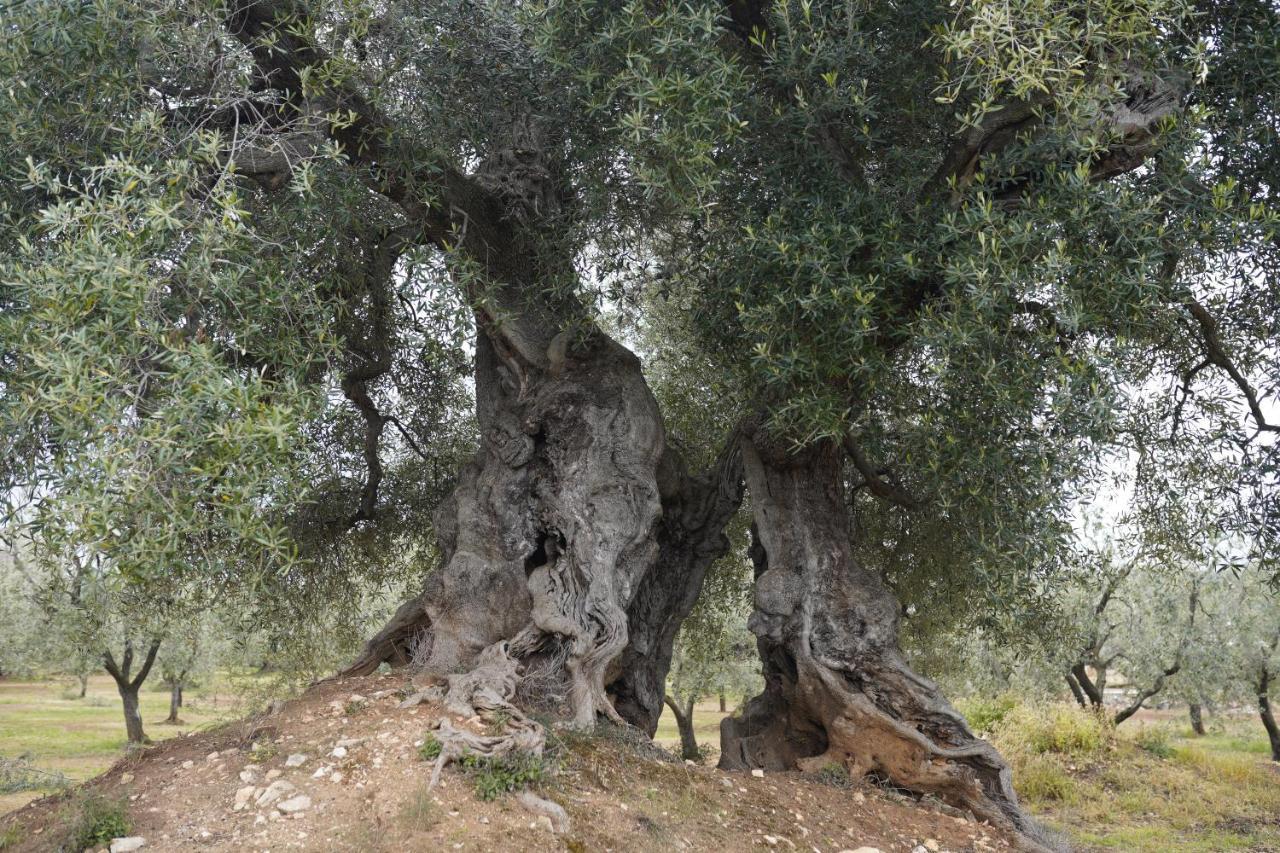 Masseria Casamassima Agriturismo Villa ออสตูนี ภายนอก รูปภาพ