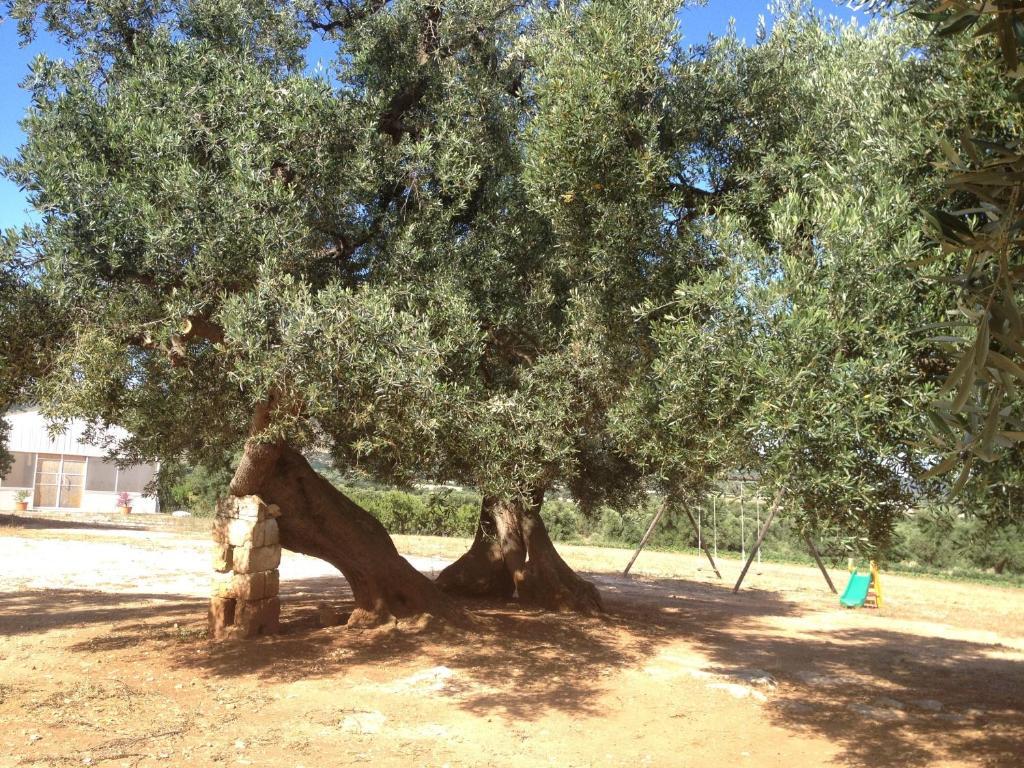 Masseria Casamassima Agriturismo ออสตูนี ภายนอก รูปภาพ